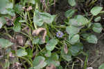 Bouquet mudplantain